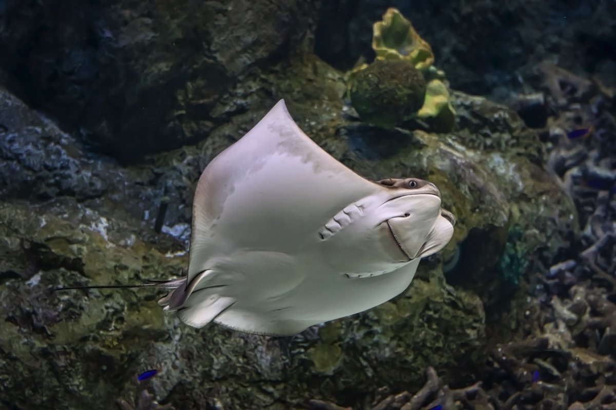 AquariumPacific's tweet photo. Join us today on Facebook Live as we celebrate #SharkandRayAwareness Day!
https://t.co/Emwv7x2ytP
Photo by Robin Riggs #AOPrays https://t.co/1hoFMApATe