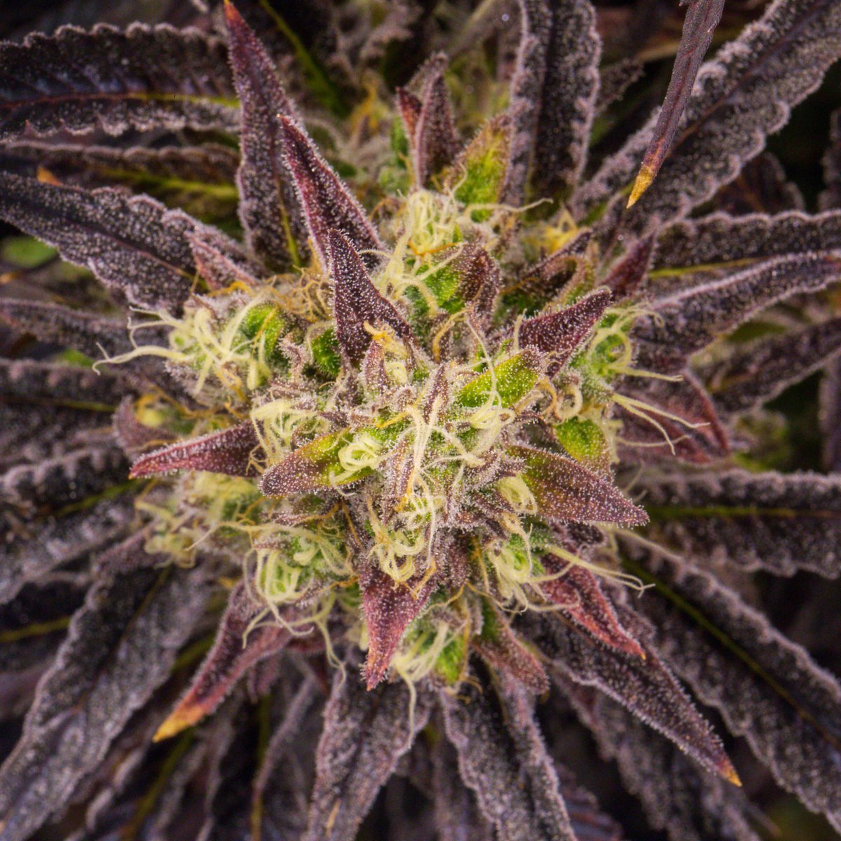netacaremass's tweet photo. Enjoy a peek at one of our newest strains, Monkey Mints (#Greasemonkey x #MintChocolateChip)
This hybrid strain packs a punch - offering similar effects to the classic GG#4 and a diesel minty aroma.
Coming soon to #NETABrookline & #NETANorthampton! https://t.co/ljQWM9D1km
