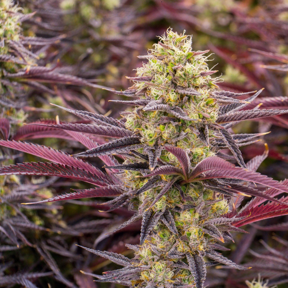 netacaremass's tweet photo. Enjoy a peek at one of our newest strains, Monkey Mints (#Greasemonkey x #MintChocolateChip)
This hybrid strain packs a punch - offering similar effects to the classic GG#4 and a diesel minty aroma.
Coming soon to #NETABrookline & #NETANorthampton! https://t.co/ljQWM9D1km