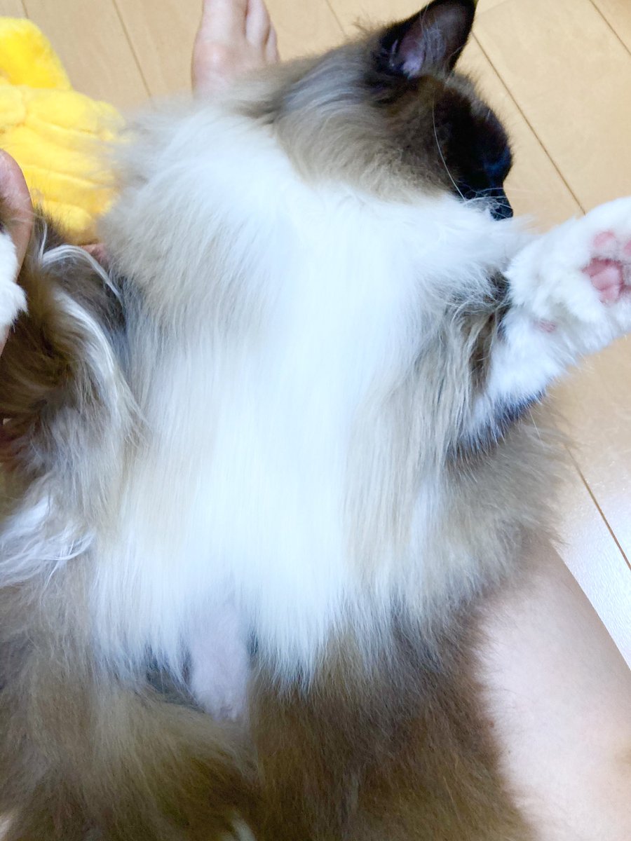 猫お手入れ hashtag on Twitter