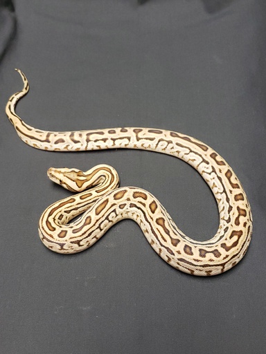 Hypo Labyrinth Burmese Python