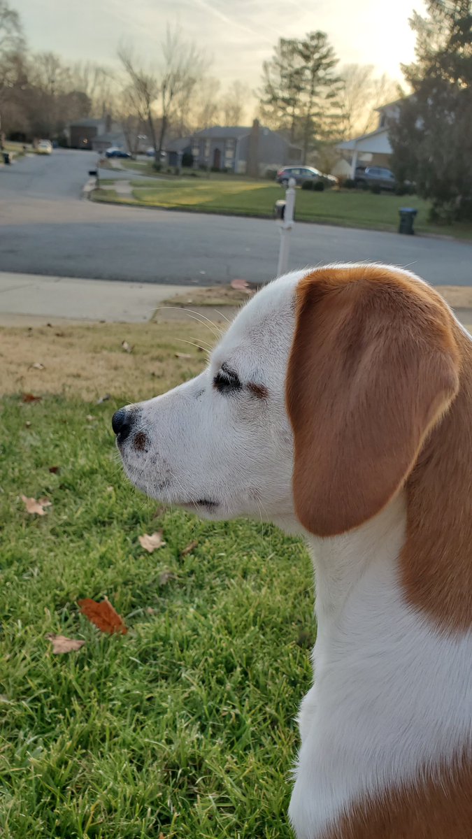 namejko's tweet photo. #JunkiesYappyHour This is Bailey. He turns 1 year old next month so he is just finishing "being a puppy" https://t.co/oYTu4AYgzK