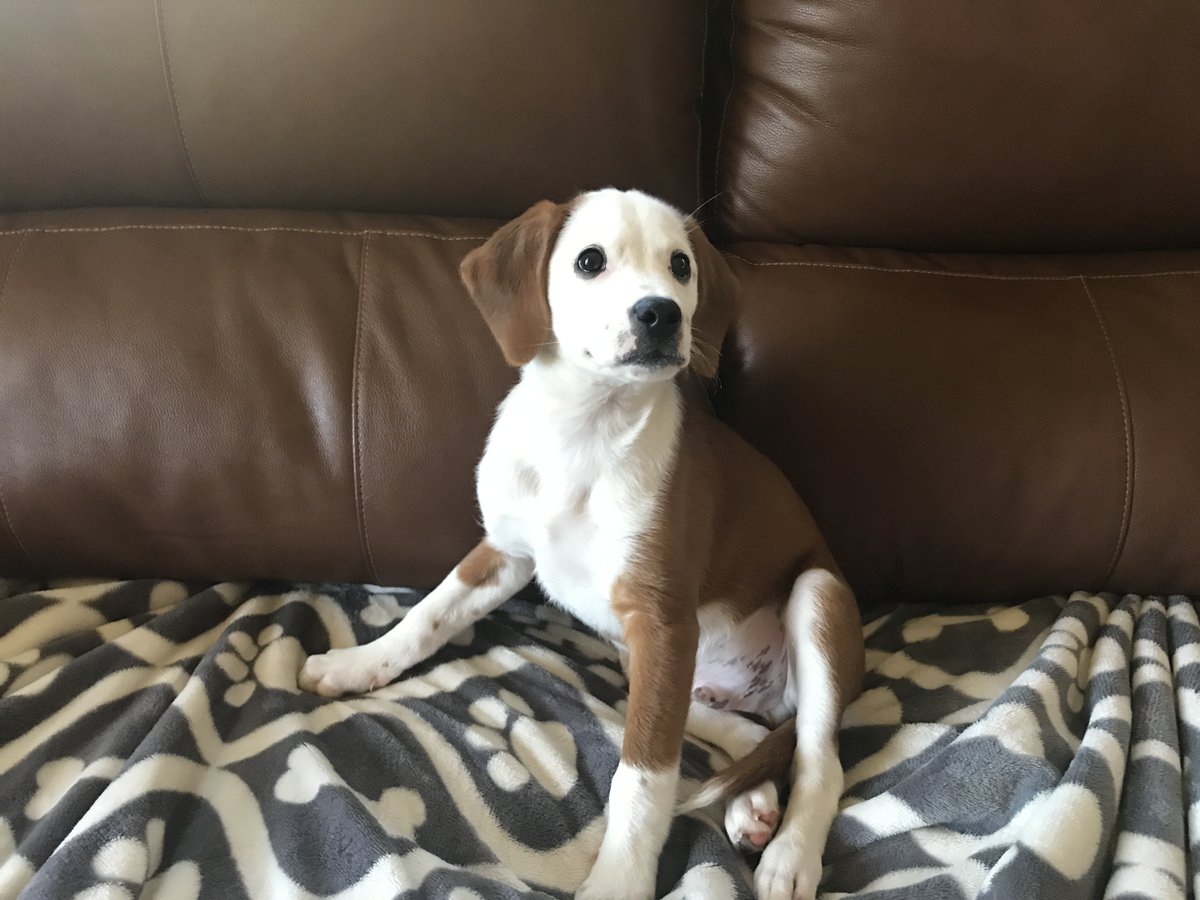 namejko's tweet photo. #JunkiesYappyHour This is Bailey. He turns 1 year old next month so he is just finishing "being a puppy" https://t.co/oYTu4AYgzK