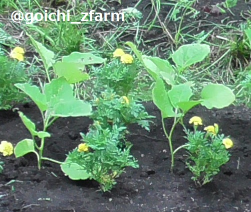 マリーゴールド の感情分析 Nyakone