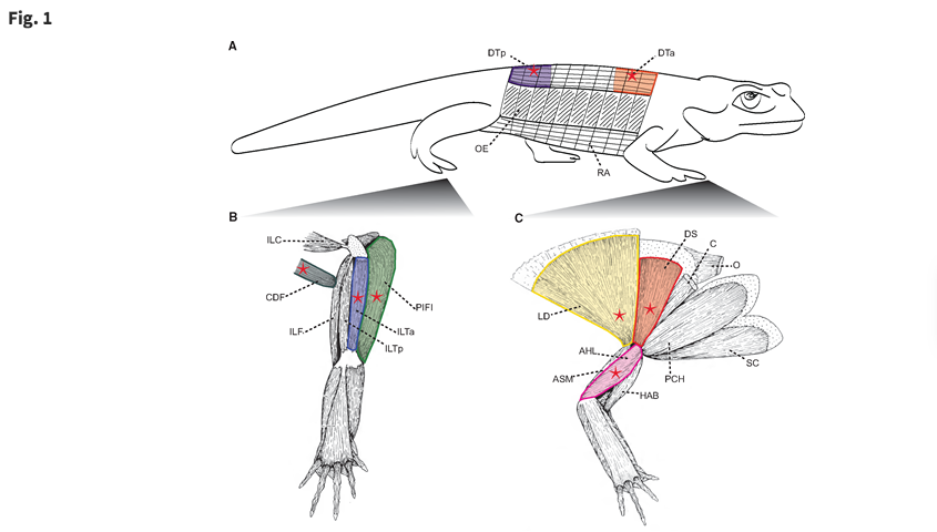 iobjournal's tweet photo. Thanks #Piercelab for sharing your work published via @iobopen 

"We present data on #forelimb, #hindlimb, and epaxial muscle activity patterns in one species, #Salamandra salamandra, during steady state walking. " 

by Pierce, @JohnRHutchinson , et al

https://t.co/3oyK1LpM2t https://t.co/RDRiERxXDr