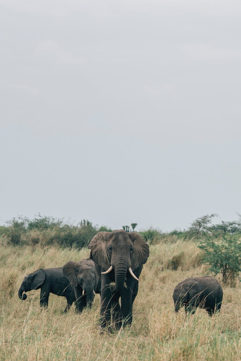 ttexpeditions's tweet photo. Queen Elizabeth National Park is one of the most visited places in Uganda. 
It is also A home to a number of Buffaloes,Lions, Elephants &amp; over 600 species of birds &amp; you can see  all this on the large Savannah reserve &amp; the  Kazinga Channel boat cruise.

A Medley of wonders! https://t.co/TW95OJEsTq