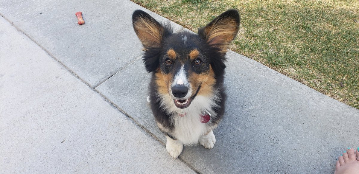 sugarpoultry's tweet photo. Jumping on the #PetTrain! 
Our Corgi Kylo and the late and great Link. ❤🐶❤ https://t.co/DKOodO25WC