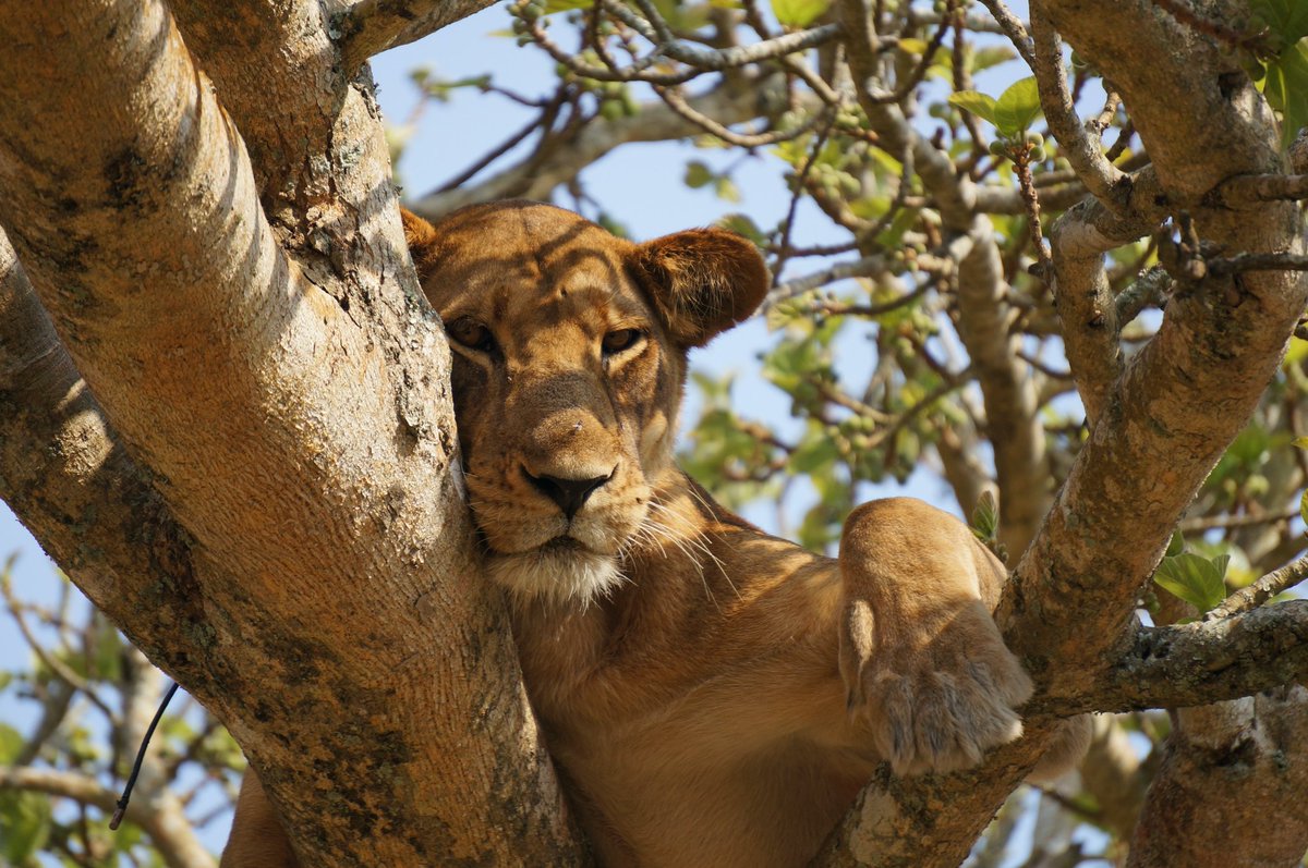 ttexpeditions's tweet photo. Queen Elizabeth National Park is one of the most visited places in Uganda. 
It is also A home to a number of Buffaloes,Lions, Elephants &amp; over 600 species of birds &amp; you can see  all this on the large Savannah reserve &amp; the  Kazinga Channel boat cruise.

A Medley of wonders! https://t.co/TW95OJEsTq