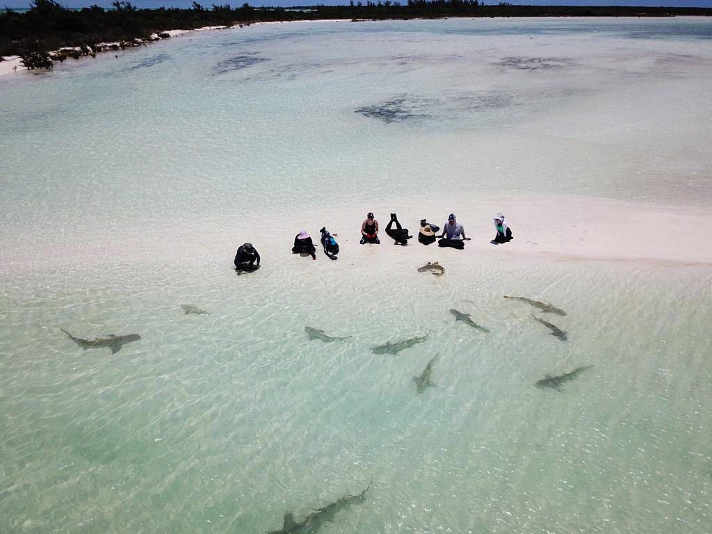 sharkresearchst's tweet photo. Happy #SharkAwarenessDay everyone 🦈 The Bahamas declared their waters a shark sanctuary in 2011 and we are grateful our beloved finned friends enjoy swimming freely, and safely in their waters 🇧🇸
〰️〰️〰️〰️〰️〰️
📸: Bryan Keller
#sharks #shark #andros https://t.co/hCxBgBddWC