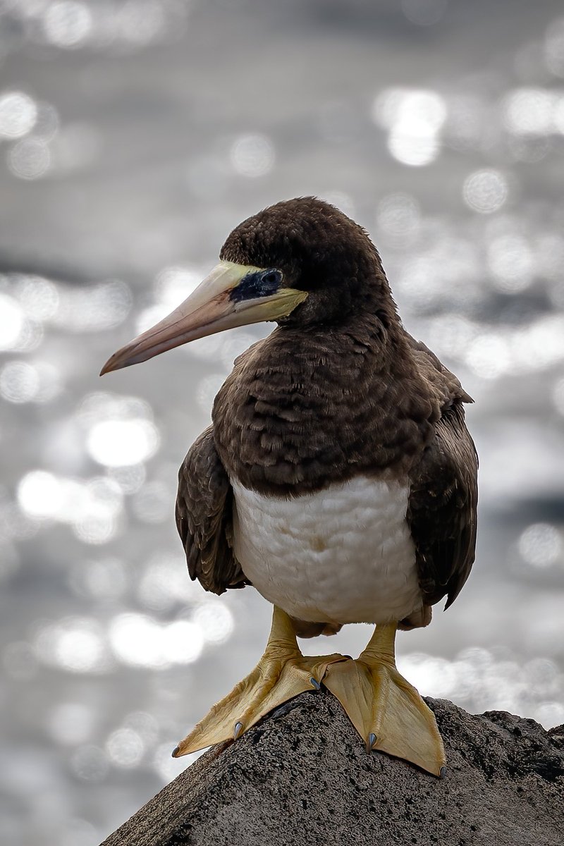 wildaboutIRL's tweet photo. Brown Booby a long way from home in Greystones - first record on the island of Ireland [ not my record - but it is my photo ] https://t.co/gRQQshwkXu
