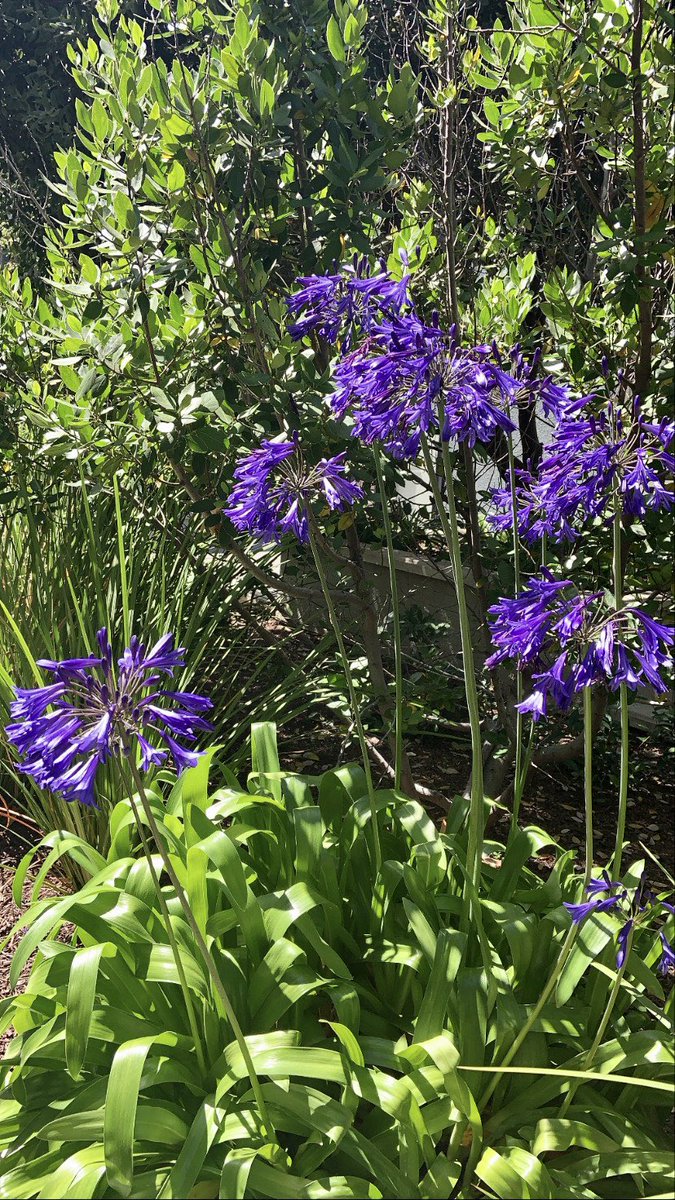 HeatherHolmesTV's tweet photo. Pretty #summer blooms spotted on today’s run💜 Hope you’re having a great #Tuesday! I’ll catch you later on @KTVU at 4 &amp; on #KTVUPlus at 7😉 https://t.co/rBqmXuzI0j