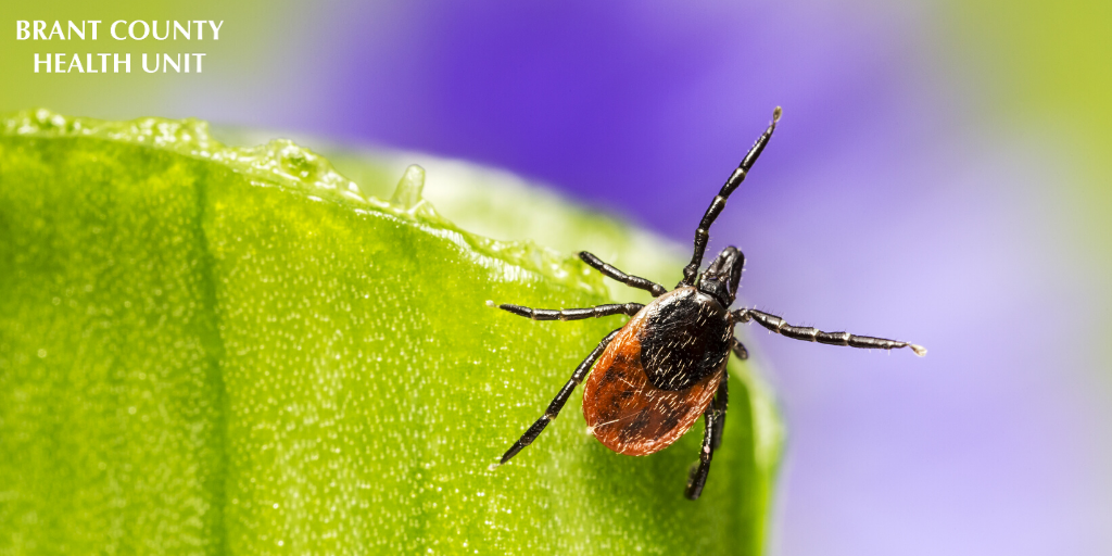 GrandEriePH's tweet photo. With local trails reopening, remember to protect yourself from #ticks, especially from those carrying #LymeDisease. Ticks are most active in the spring and summer. https://t.co/gzucdvEtES https://t.co/oiqpZwI2Uv