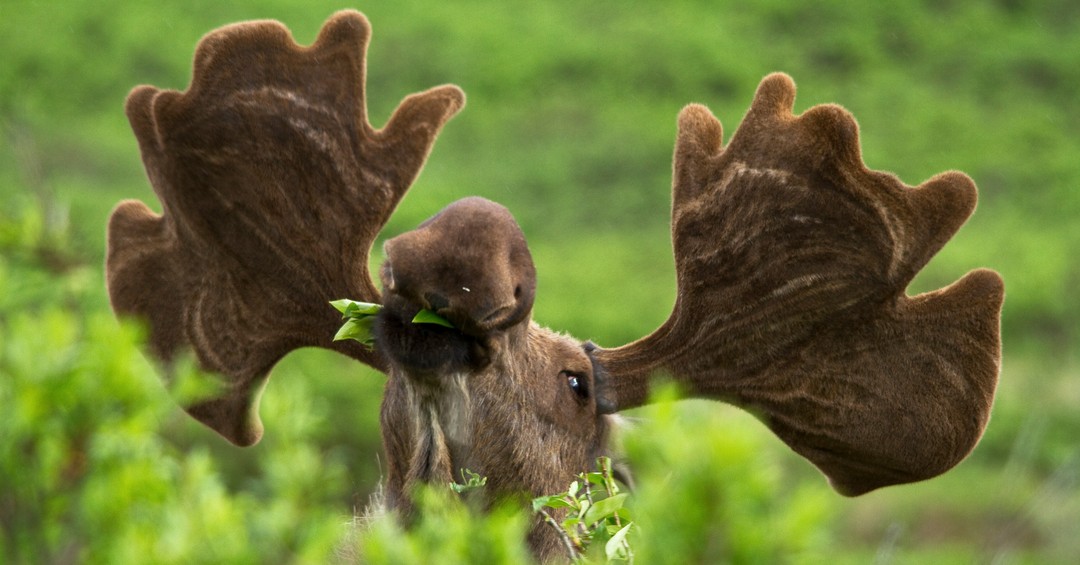 DenaliNPS's tweet photo. Denali summers are a time of #growth.  A 7ft, 1200lb Alaskan Bull Moose is no exception.  Now they are busy eating over 70lbs of plant material a day.  #proudmama #moose have to support their young while the Bulls have to eat enough support their 6ft antlers they grow every year https://t.co/xI3ROtYS9S