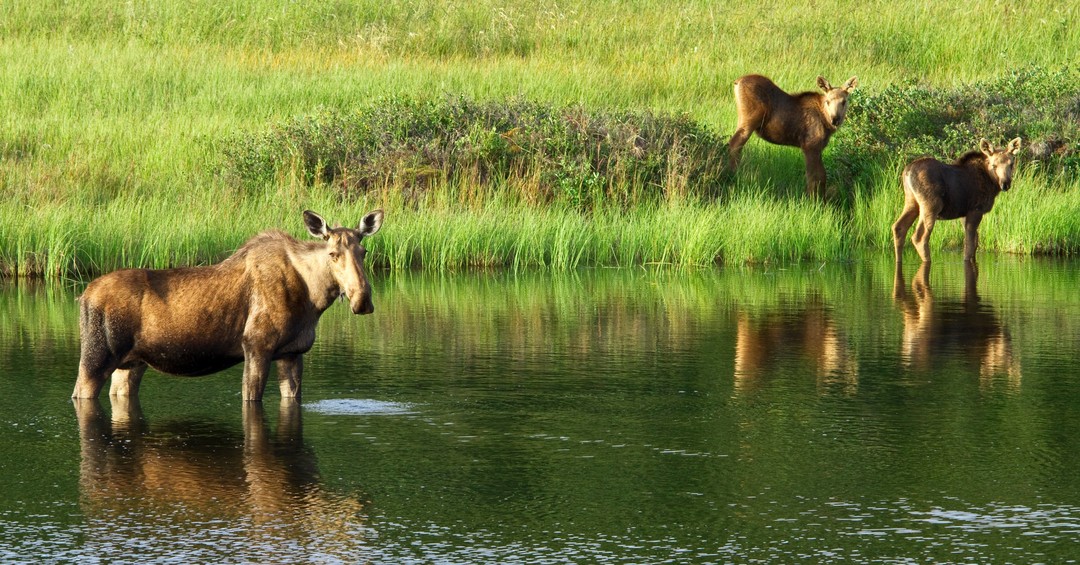 DenaliNPS's tweet photo. Denali summers are a time of #growth.  A 7ft, 1200lb Alaskan Bull Moose is no exception.  Now they are busy eating over 70lbs of plant material a day.  #proudmama #moose have to support their young while the Bulls have to eat enough support their 6ft antlers they grow every year https://t.co/xI3ROtYS9S