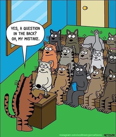 BeagleHumphrey's tweet photo. Yet another example of why #cats are disgusting!!! Cats are gross.  #DogsAreBetterThanCats #Beagles #Cats #NeverTrustACat https://t.co/jcybeupC87