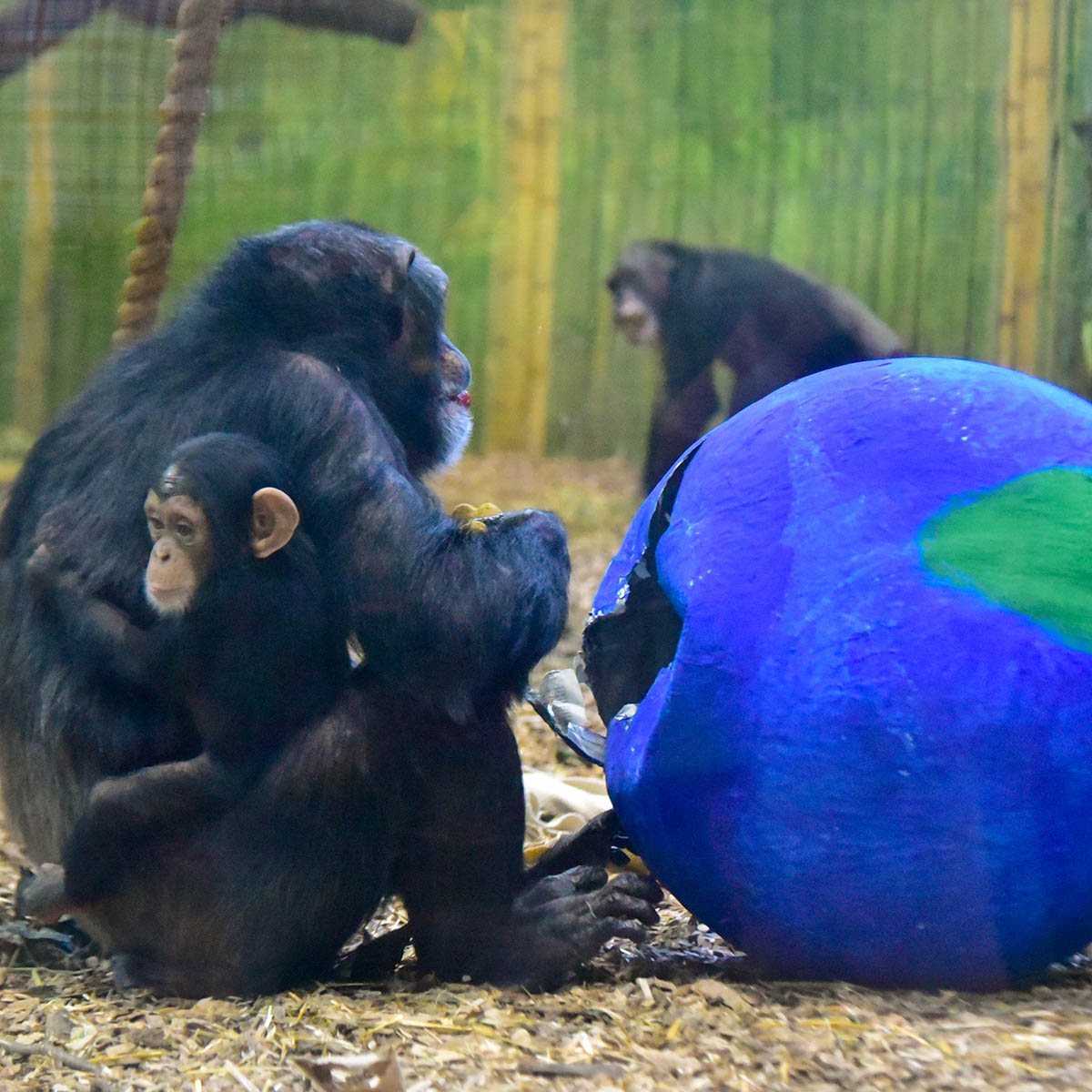 marylandzoo's tweet photo. Learn more about our extended chimp family by taking the 'Which Chimp Are You?' personality #quiz: https://t.co/8KmG2WBLjU 🐵 
#ChampForChimps #ChimpSAFE #WorldChimpanzeeDay https://t.co/hZH2ZNleAo