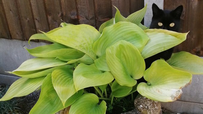 Susan Calman tweet media