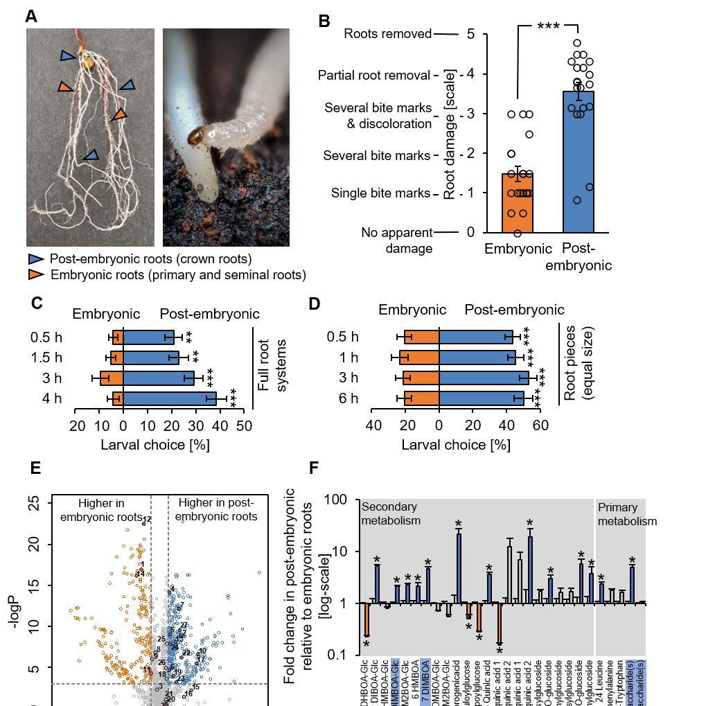 Matthias__Erb's tweet photo. New preprint from the lab (work led by @Machado_RAR). Herbivores integrate primary and secondary metabolites to navigate complex host metabolomes. Combining plant genetics and insect RNAi allows for detailed insights into this phenomenon. 
https://t.co/Fzex39t2Eu https://t.co/lE8cmGRvCN