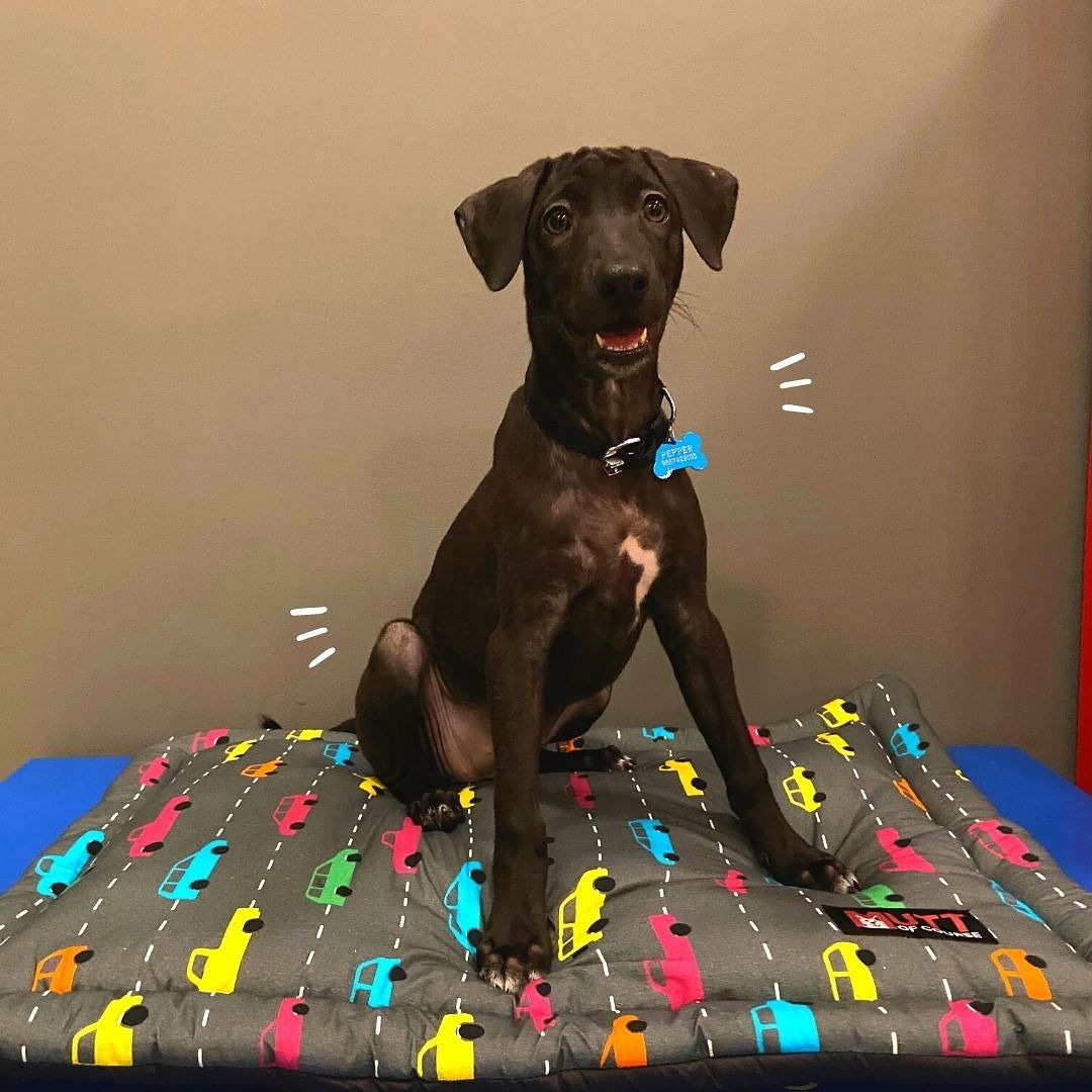 muttofcourse's tweet photo. Tell us what made you happy or smile ear-to-ear today.😁
For @mspepper_indie it's her mat where she takes all her snoozies. ♥️
.#muttsofmuttofcourse https://t.co/F6Tr7TD1N2