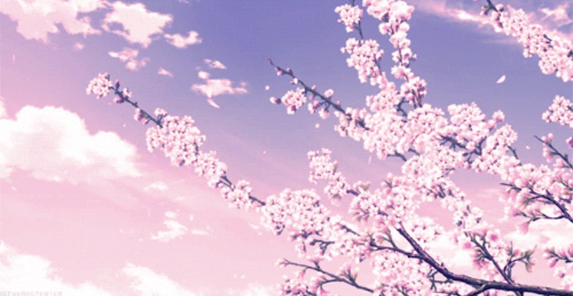 Scenery, flowers and cherry blossom anime #1696167 on animesher.com