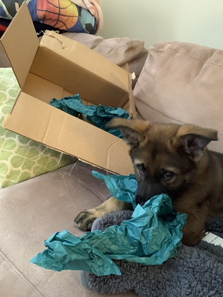bwin104's tweet photo. This little cutie helped me open my #DENSI2020 box!! We are both so excited! @DiscoveryEd https://t.co/mN1pAWmS1w
