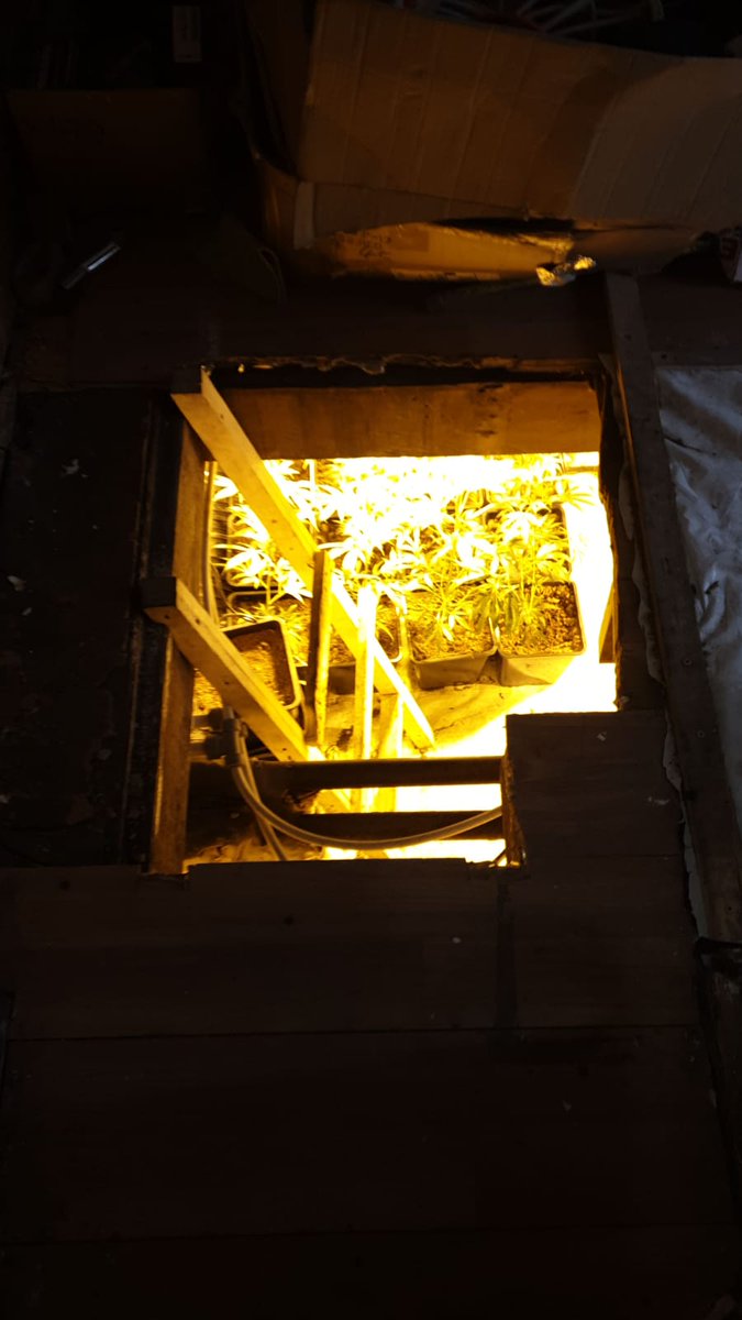 syptweet's tweet photo. Our officers have seized over £1.2 million worth of cannabis plants at raids in #Darnall in #Sheffield. Warrants were carried out at a disused social club under #OpFortify this morning. Read more here - https://t.co/8IoYDpMX4K https://t.co/9D08AwM4xh