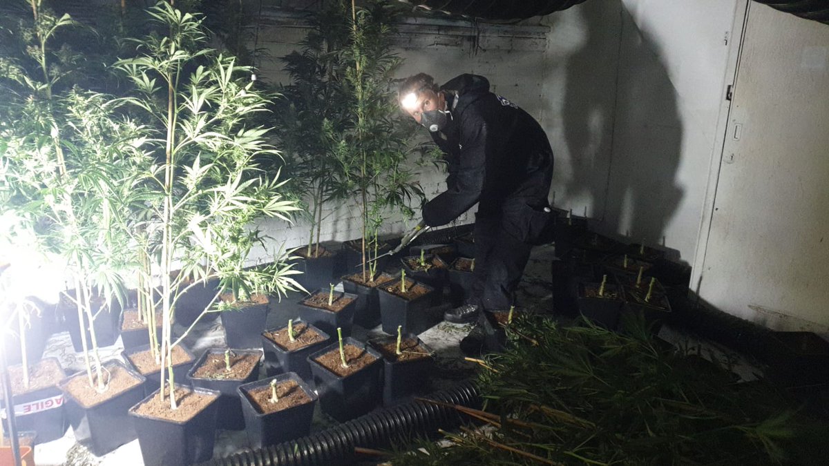 syptweet's tweet photo. Our officers have seized over £1.2 million worth of cannabis plants at raids in #Darnall in #Sheffield. Warrants were carried out at a disused social club under #OpFortify this morning. Read more here - https://t.co/8IoYDpMX4K https://t.co/9D08AwM4xh