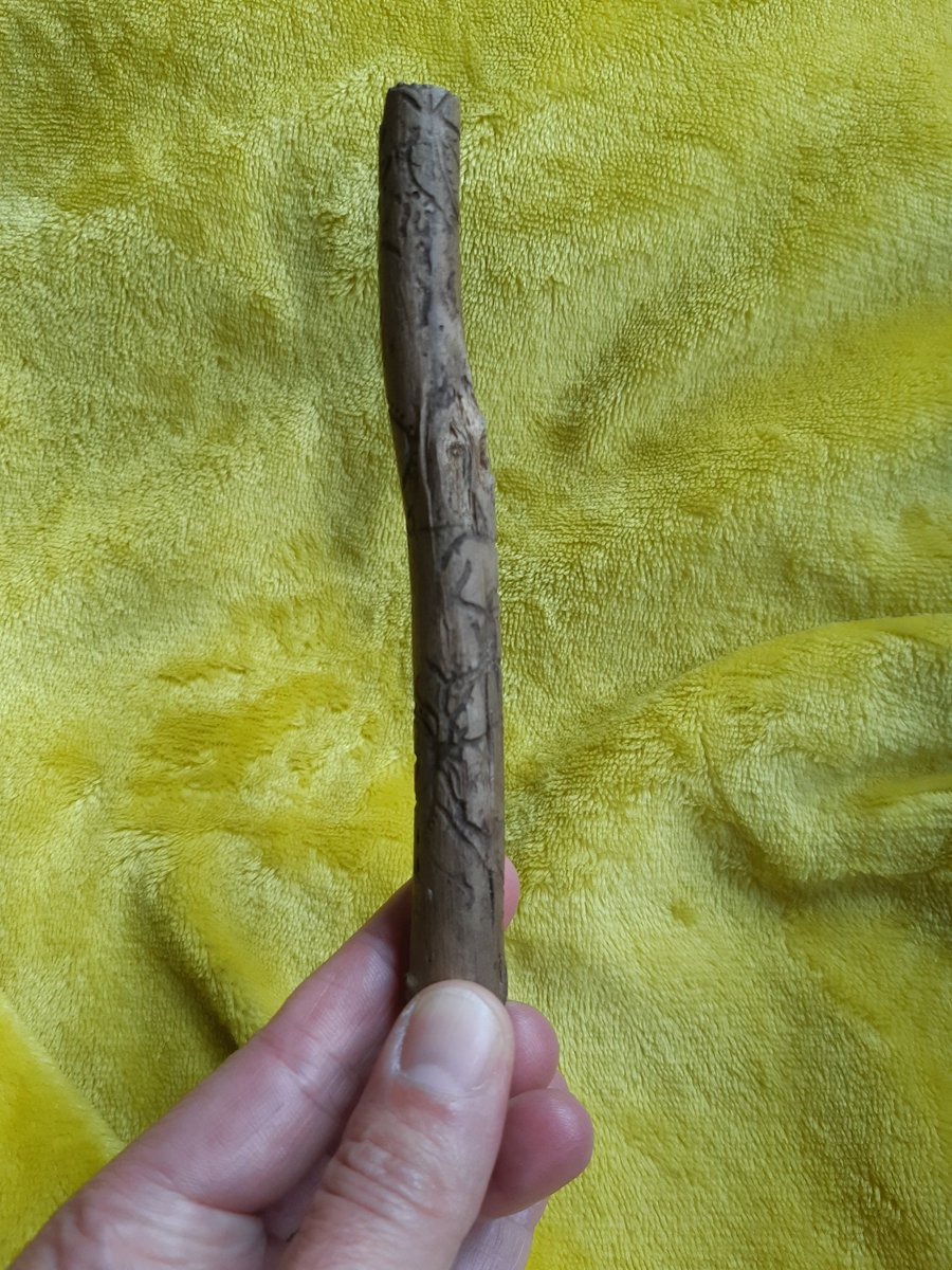 Motezzz's tweet photo. @museumnaturalis @staatsbosbeheer @LeidenBiology Mijn dochter vond dit stokje vanmiddag in de duinen. Hoe komen die prachtige tekeningen erin, vragen wij ons af. Helpen jullie ons aan het antwoord? https://t.co/wxGLaWIO6u