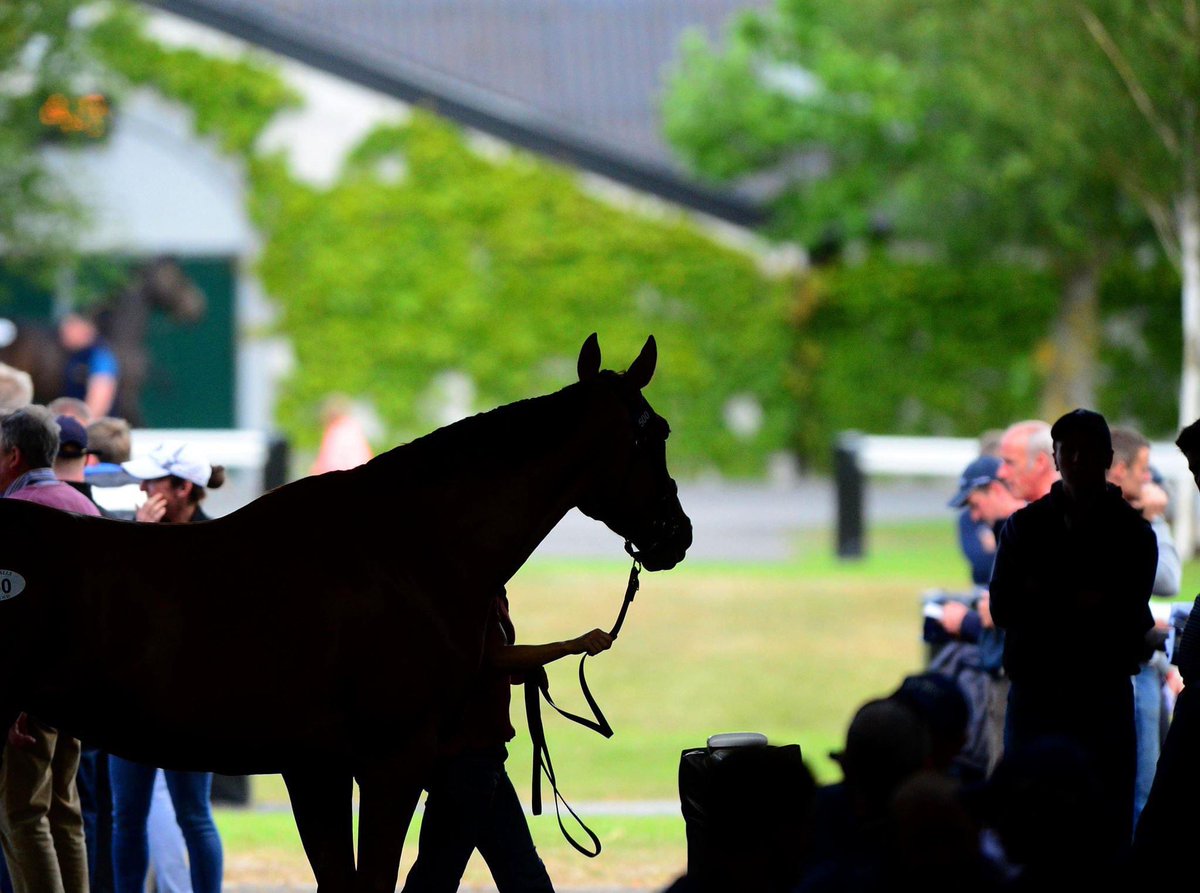 Tattersalls_ie's tweet photo. ❗️Tattersalls Ireland and Goffs have worked together to produce a revised sales schedule for the delayed 2020 NH Store sales in Ireland and Britain❗️

👉🏼 https://t.co/4d3rovGgZx https://t.co/rx7Vf5VQwB