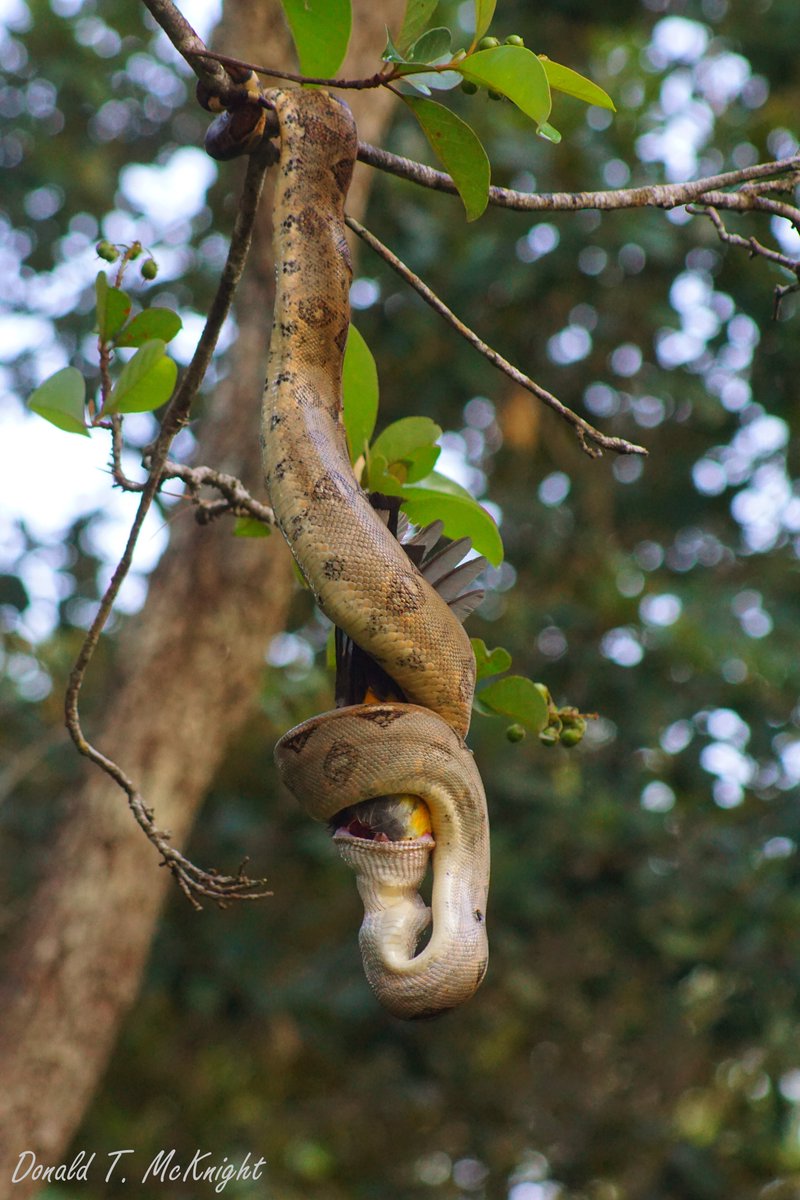 donaldmcknight2's tweet photo. Unusual morning at @Belize_Turtle. We woke to find a boa constrictor hanging from a tree ~20m in front of the guest house consuming our resident Black-headed Trogon. I loved seeing the #snake, but morn the loss of our trogon. #Nature is brutal. #Snakes #Birds #WildlifePhotography https://t.co/WPG2HSLFxL