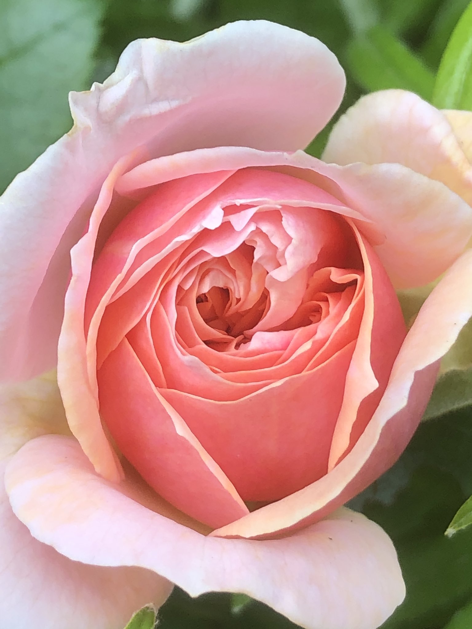 シナリー香水Vivre Rosa（ビブレ ロサ） - icaten.gob.mx