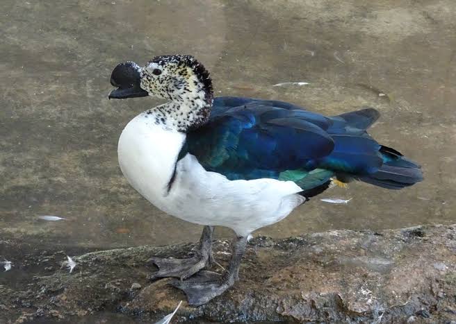 BirdsOfIndia3's tweet photo. This is a knob billed duck, it is one of the largest species of duck. This spectacular species is found in freshwater rivers, lakes, and marshes. They don't make much noise and are very silent. #birdwatcher #birdwatching #bird #birdphotography https://t.co/cuDUnrS8xk