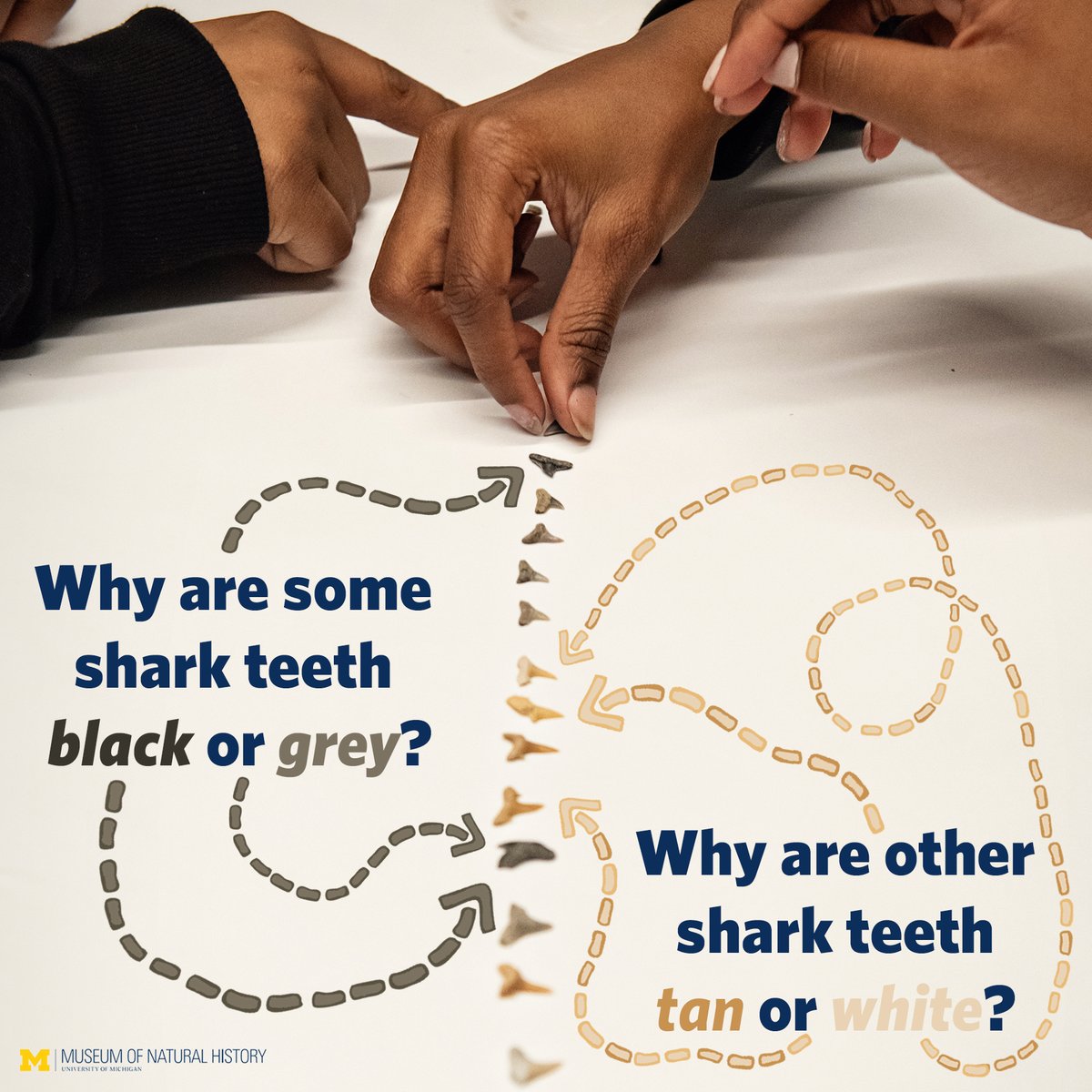 UMMNH's tweet image. It&apos;s #SharkAwarenessDay! Do you know why are some shark teeth black or grey? 🦈
Comment what you think below! @UMichPaleo 
#SharkTeeth #QuestionsOfScience #NaturalHistory