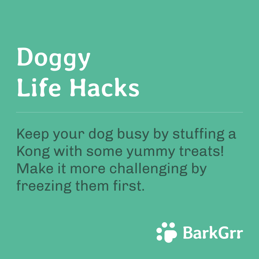 barkgrrllc's tweet photo. Keep your energetic pooch busy with a Kong! They can help solve problems like chewing, digging, teething, boredom, crate training, weight management, and separation anxiety.
Get one @Chewy : https://t.co/Q3gwA2m6dn

#barkgrr #pawtner #pawtnership #doggylifehacks #doglife #dogtip https://t.co/Xok8ZiLXsN