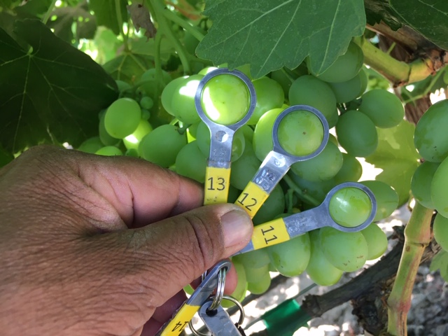 DjForryFruit's tweet photo. Forry's Finest are looking good! These are some Green Timpson Grapes out in the field soon to be harvested! 
#greengrapes #grapes #grapes🍇 https://t.co/CrWoYAm17P