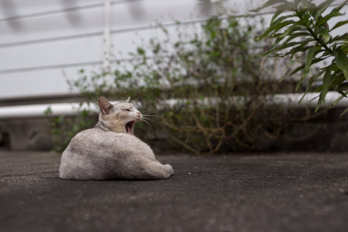 野良猫探訪③

#eoskissx7 #tamronsp35mmf14 #tamron35mmf14 #野良猫 #ノラ猫 #のら猫　#あくび　#cat #straycat