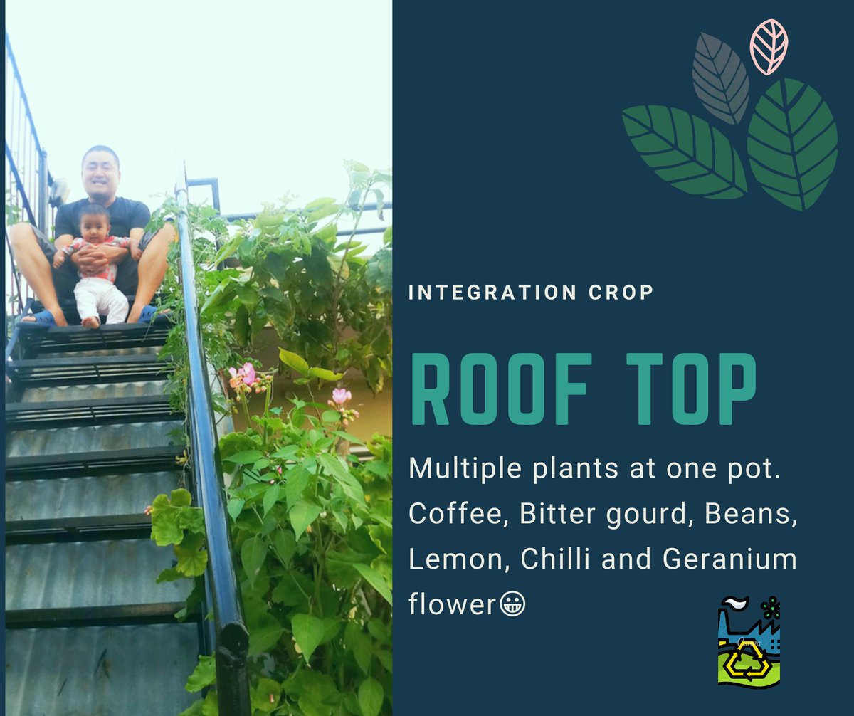 bikashnabin1's tweet photo. #Rooftop #Greenary #urbanagriculture
Multiple growing in one pot- Coffee, Bitter Gourd, Beans, Chillies, Lemon and Geranium flower. With this step I am having triple Benefits #noinsects #nutritionbalance #lesscare "Your decision to adopt"😀🙏 https://t.co/YmiF0GvFfS