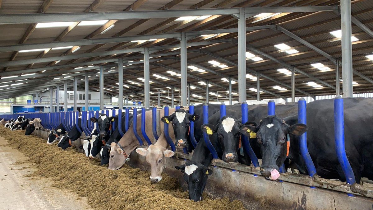 Happy cows at the EASYFIX Evolve Feed Rail🐮🐮

Providing each cow with their own space to feed, reducing dominance &amp; competition among cows when feeding ✅

EASYFIX.com

#EASYFIXUSA #LivestockComfort #cowcomfort #dairy #dairyfarm #dairyfarming #dairyfarmer #dairycow