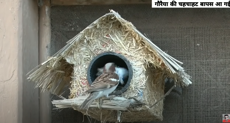 SaveBirdsOrgan1's tweet photo. Sparrow is a lovely, beautyful and social bird found every where in our surroundings. Now a days the due to different reasons, numbers of sparrows are reducing day by day.
These Species are in Danger. 
Donate for the nests: 
UPI ID:  Q39084339@ybl https://t.co/nGdiidvoB2