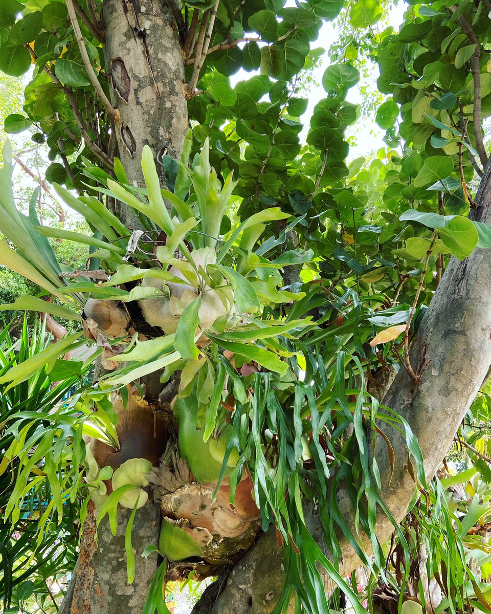 Staghorn Ferns &amp; Sea Grape

#tropicalgarden #banyantreegarden #islamorada #floridakeys