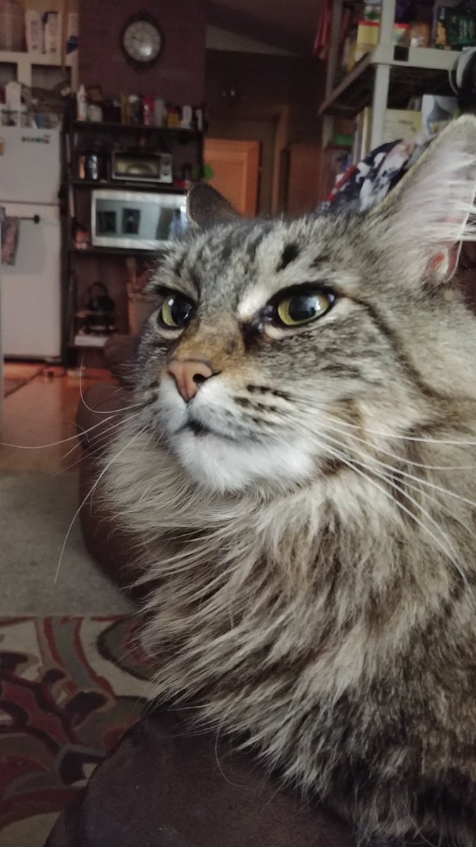 StereoType_Cat's tweet photo. @mycatthursday this is my sisfur Scarlett the Mainecoon. She's 12# but tall 10yr old https://t.co/YCUWbGEZvG