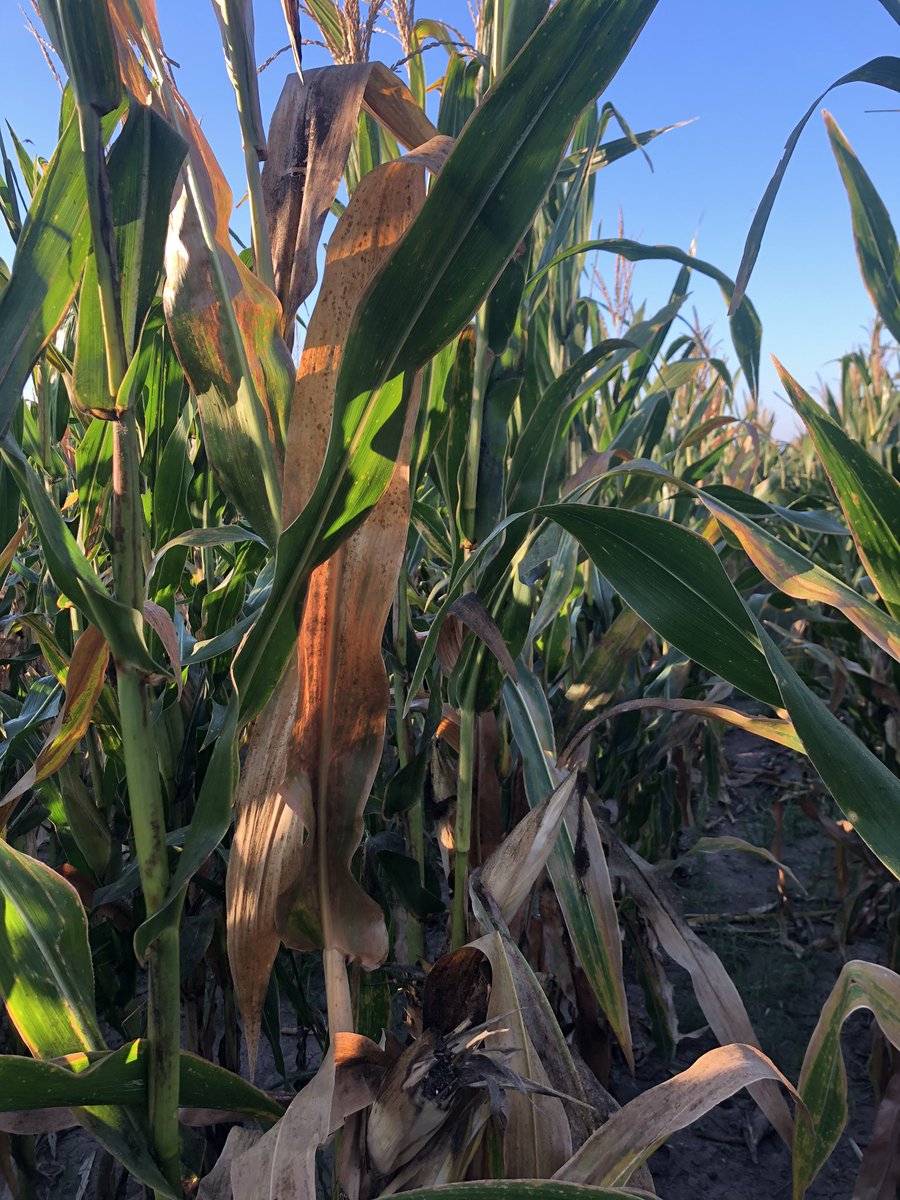 MjChaco's tweet photo. Va avanzando la cosecha de maíz. Es enorme la caída de rendimientos donde tenemos CSS (Corn Stunt spiroplasma), aún con dos insecticidas. Necesitamos genética tolerante y cumplir todos cómo zona un protocolo de control del vector. https://t.co/r0rf8p8r7z