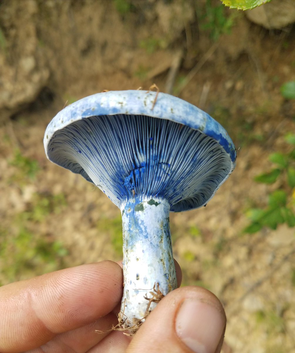 Indigo Milk Cap - it gets the name indigo milk because it exudes a blue milky liquid when cut with a knife. This bizarre mushroom grows in North and Central America and is usually characterized by its silvery-blue coloring.
