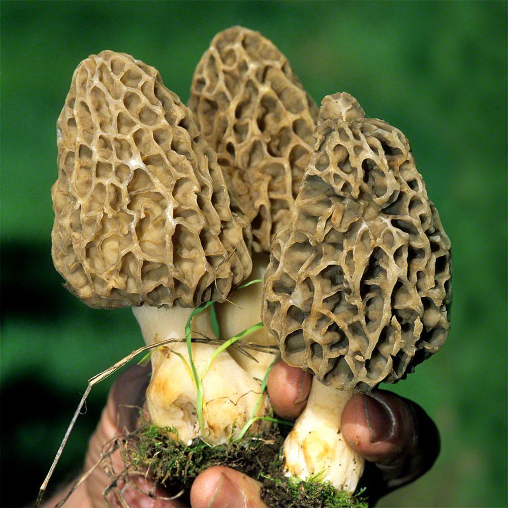 Morchella esculenta - though it’s May trigger ones trypophobia it’s commonly known as a morel & is one of the world’s most highly desired mushrooms, despite its unappealing appearance. Costing anywhere between $100-300 per kilogram