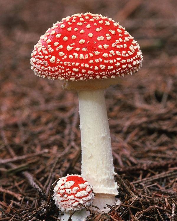 Amanita muscaria- Looking like it jumped out an Alice and wonderland movie. This mushroom species is a toadstool, meaning that it’s usually considered a poisonous species.