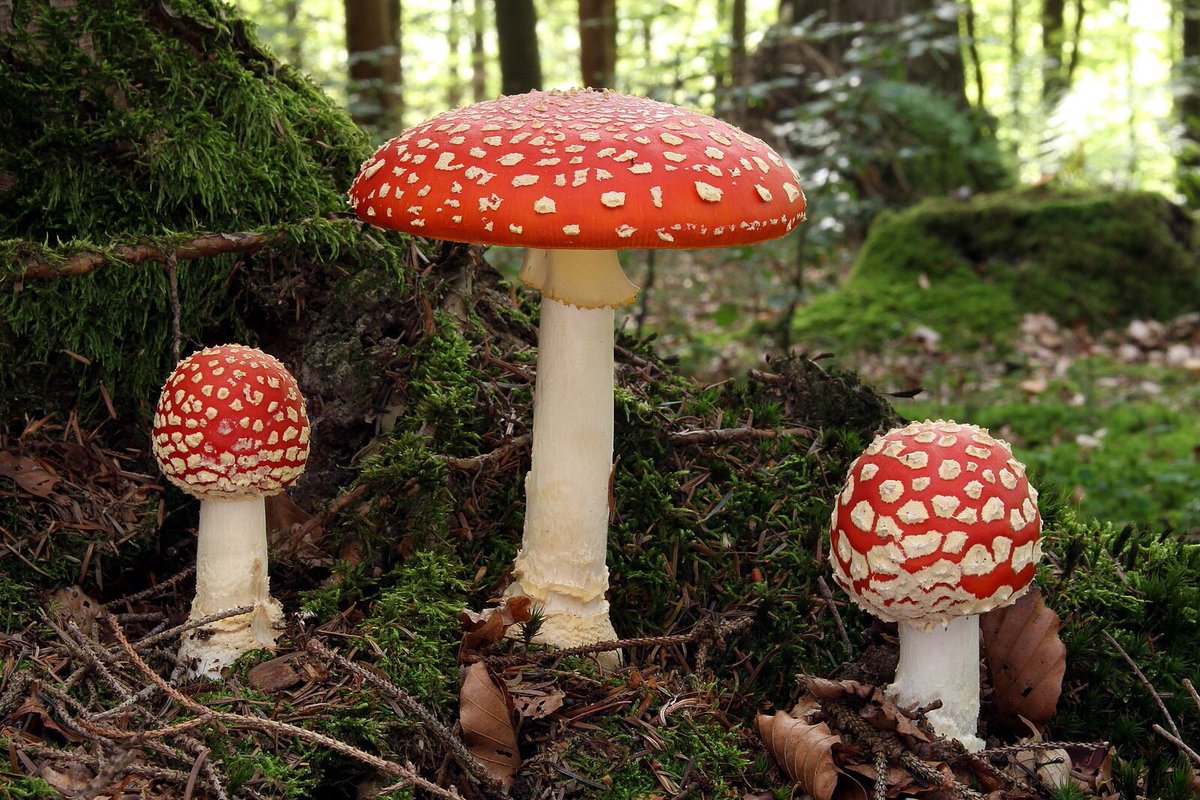 Amanita muscaria- Looking like it jumped out an Alice and wonderland movie. This mushroom species is a toadstool, meaning that it’s usually considered a poisonous species.