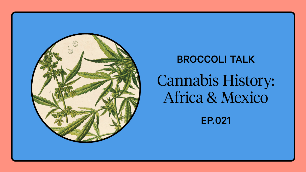 broccolimag's tweet photo. New podcast episode: Cannabis history is an incomplete puzzle—this ancient plant has traveled the globe, but knowledge of how it moved from culture to culture is piecemeal, distorted by colonial perspectives and the erasure of Indigenous and Black voices. @broccolimag.com/podcast https://t.co/1SgPVyI5n6