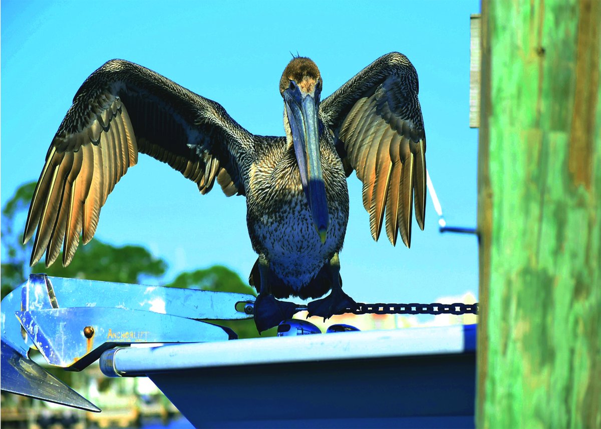 discover850FL's tweet photo. Show off 💁 Loving the lagoon wildlife, per usual.
📸 @ThomasDeforge
•
•
•
#discover850 #eastendpcb #northlagoon #southlagoon #pcb #floridapanhandle #floridawildlife #beauty #nature #spreadyourwings #850life #morethanabeach #leavenotrace #dontfeedtheanimals https://t.co/QVNcXytEhs