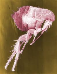 thehowlermag's tweet photo. Sand Fleas---MUST READ--most-read article https://t.co/drL6I7rW5S
Six Ways to Prevent Sand Flea Bites In Costa Rica
#sandfleas #surffishing #saltwaterfishing #fishing #pompano #youtubers #fishingtipsandtricks #fishingtips #americananglermagazine #strikezonefishing https://t.co/s1VBJQNO0K