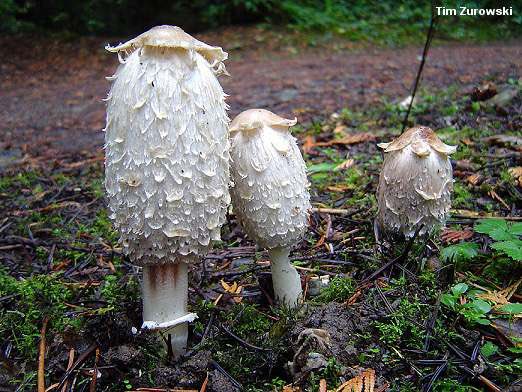 Coprinus comatus - is an edible mushroom that’s quite common. Unlike most other mushroom species, this bizarre mushroom will dissolve itself within hours of depositing spores or being picked. Therefore, this mushroom must be consumed shortly after picking, before it turns black